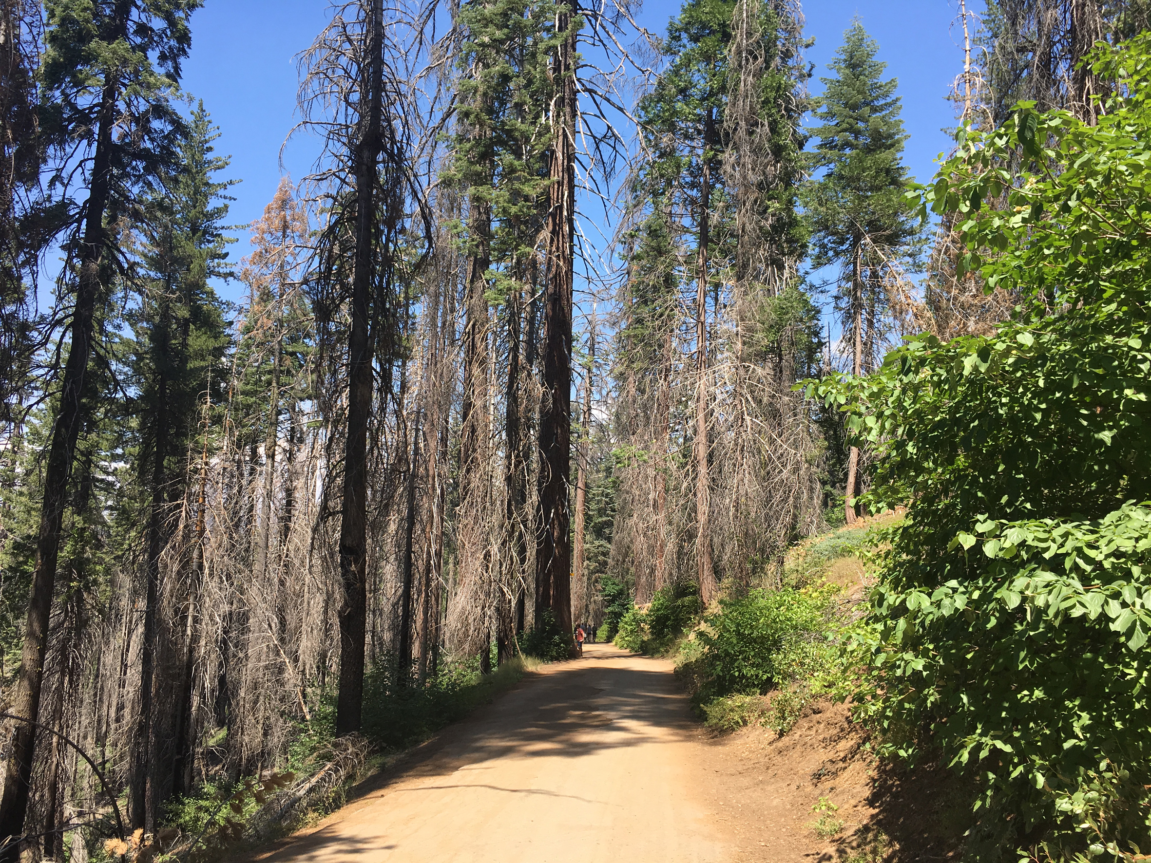 Tuolumne Meadows trail sequoia - Yosemite - California